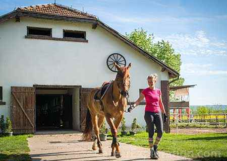 Horse Husbandry/Equine Science and Management