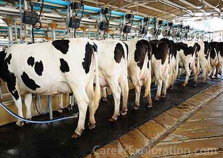 Dairy Husbandry and Production
